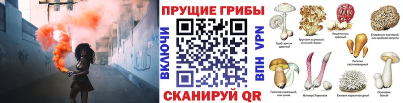 Псилоцибиновые грибы Psilocybine cubensis  Змеиногорск 